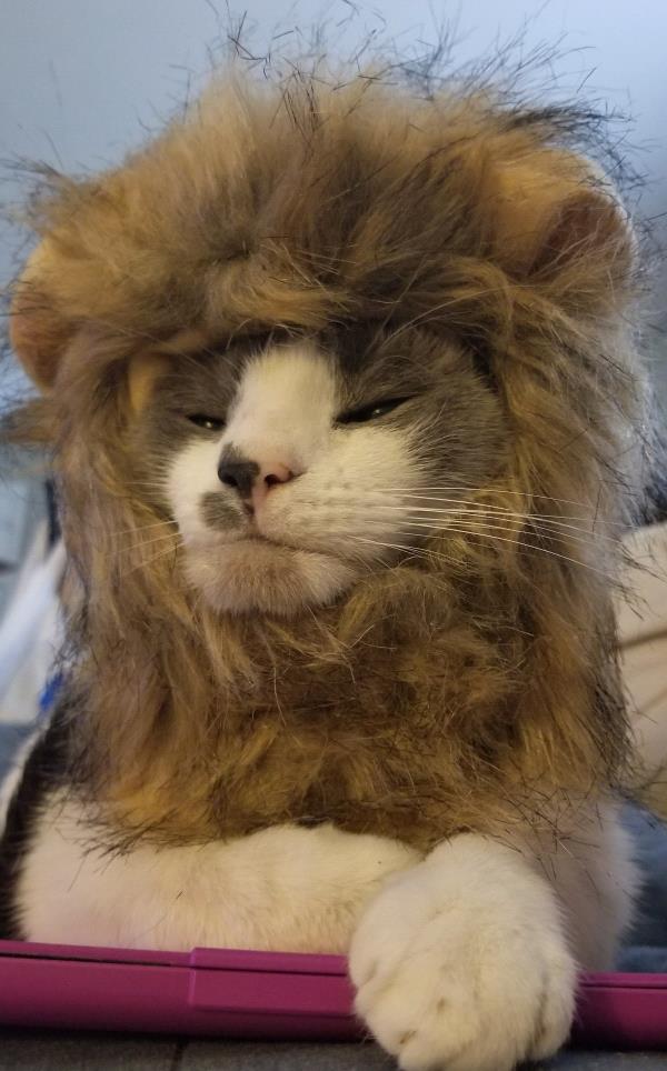 /Images/uploads/Carolina Tiger Rescue/PetTabbies/entries/15390thumb.jpg